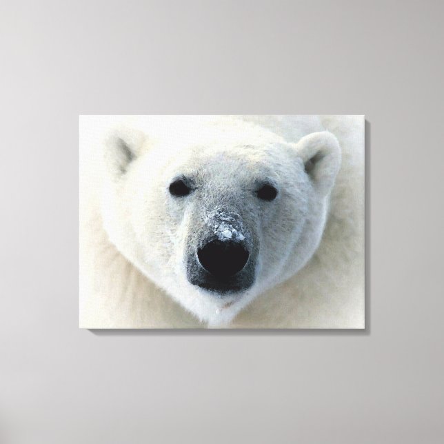 Canvas do Urso Polar (Frente)