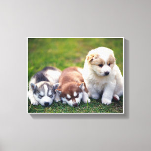 Canvas dos filhotes de cachorro de Pomsky