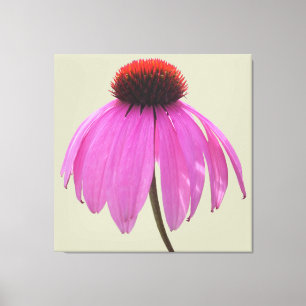 Canvas - Embalado - Cupão Roxo - Echinacea