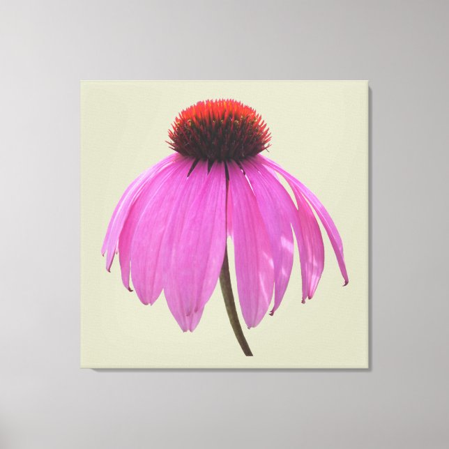 Canvas - Embalado - Cupão Roxo - Echinacea (Frente)