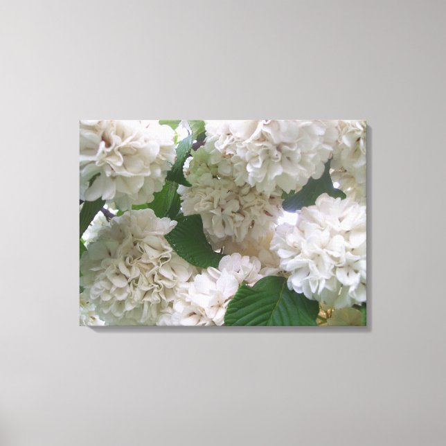 Canvas - Embalado - Hydrangeas Brancas (Frente)
