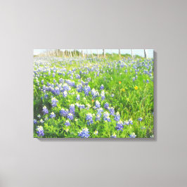 Canvas estendida de Bluebonnets na estrada