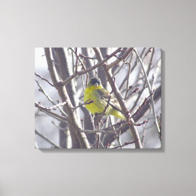 Canvas - Finch Amarelo nas Ramificações de inverno (Frente)