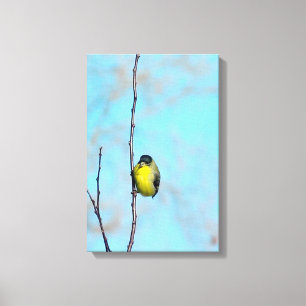 Canvas - Finch Irritado