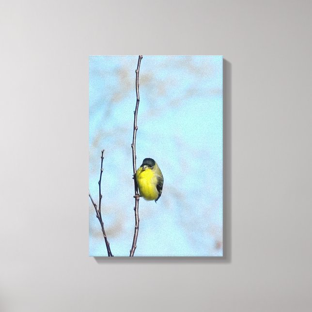 Canvas - Finch Irritado (Frente)