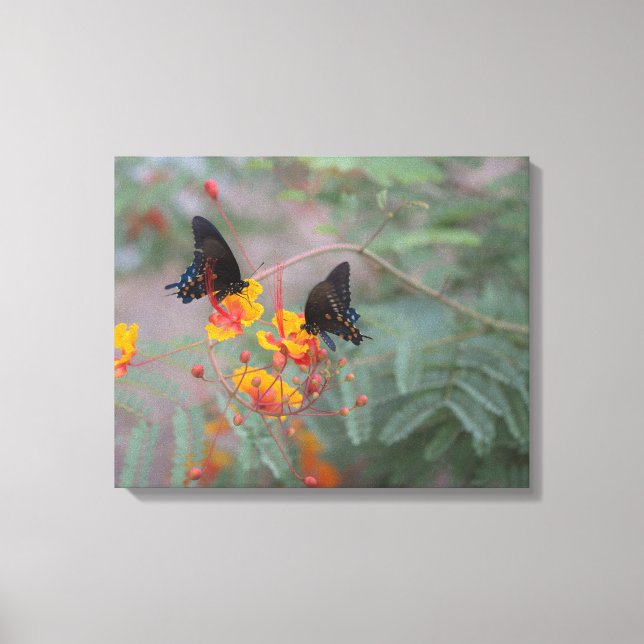 Canvas Fotográfica da borboleta azul-escura (Frente)