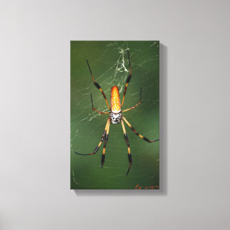 Canvas gigante de aranha de banana