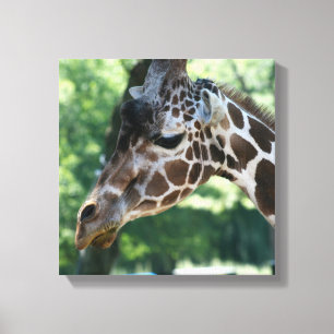 Canvas Giraffe