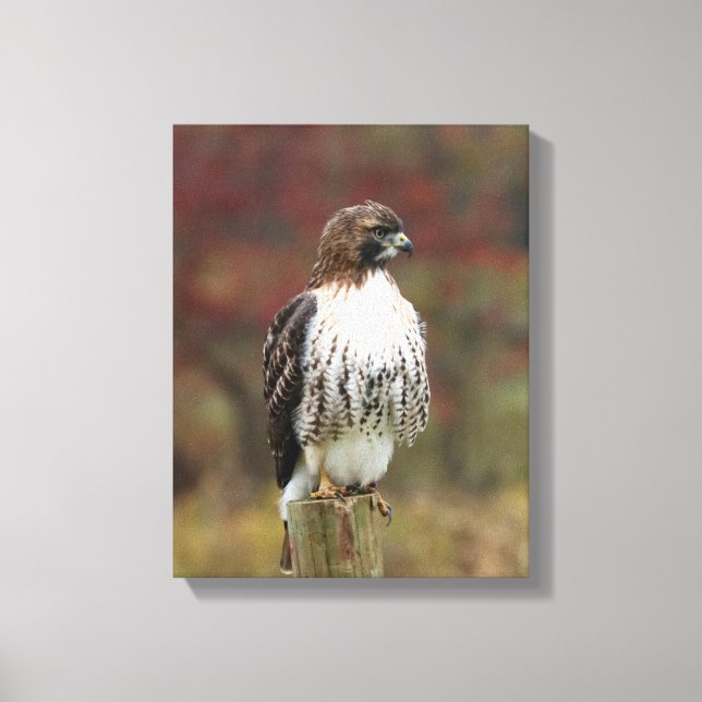 Canvas Hawk (Frente)