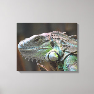 Canvas Impressão com cabeça colorida de Iguana lag