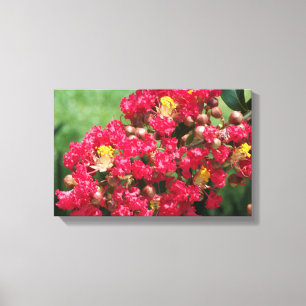 Canvas Imprimem O Vermelho Crepe Myrtle Bloom