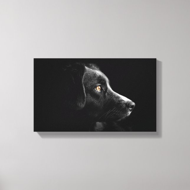 canvas labrador preto (Frente)
