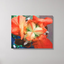Canvas Laranja Íris