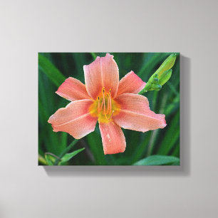 Canvas Orange Daylily