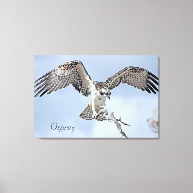 Canvas Osprey (Frente)