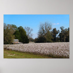 Canvas ou Poster de campo de algodão