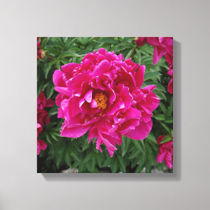 Canvas Peony Photo Impressão