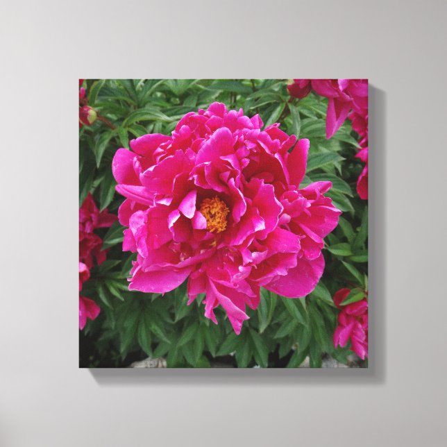Canvas Peony Photo Impressão (Frente)