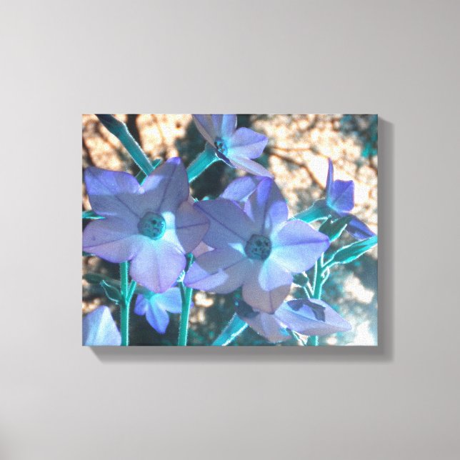 Canvas Periwinkle N Teal Nicotiana (Frente)