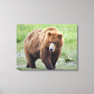 Canvas Premium 24x18 de urso pardo