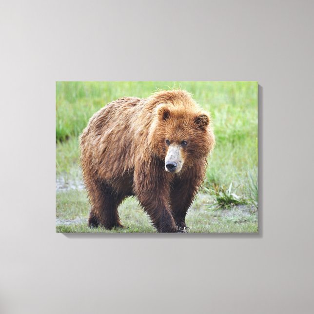 Canvas Premium 24x18 de urso pardo (Frente)