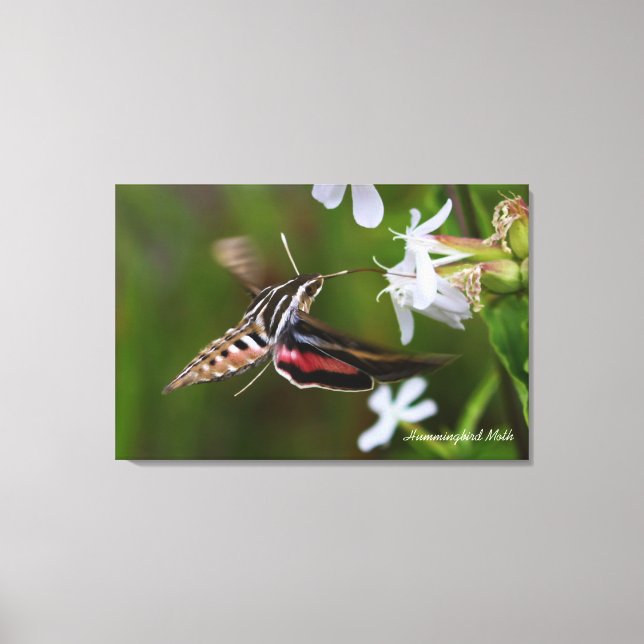 Canvas Premium de Hummingbird (Frente)
