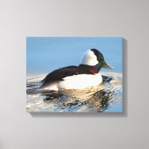 Canvas Premium de Pato de Bufflehead (Gloss)