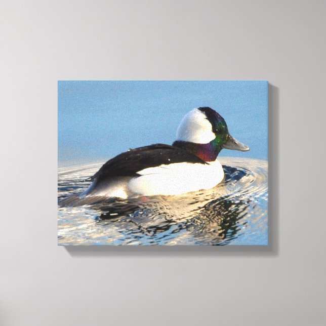 Canvas Premium de Pato de Bufflehead (Gloss) (Frente)