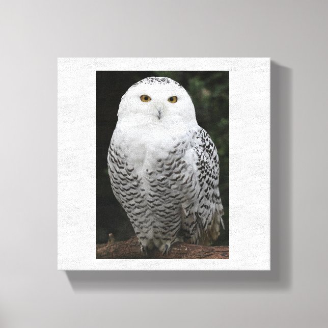 Canvas Premium (Gloss) (Frente)