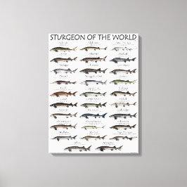 CANVAS PRINT - STURGEON OF THE WORLD