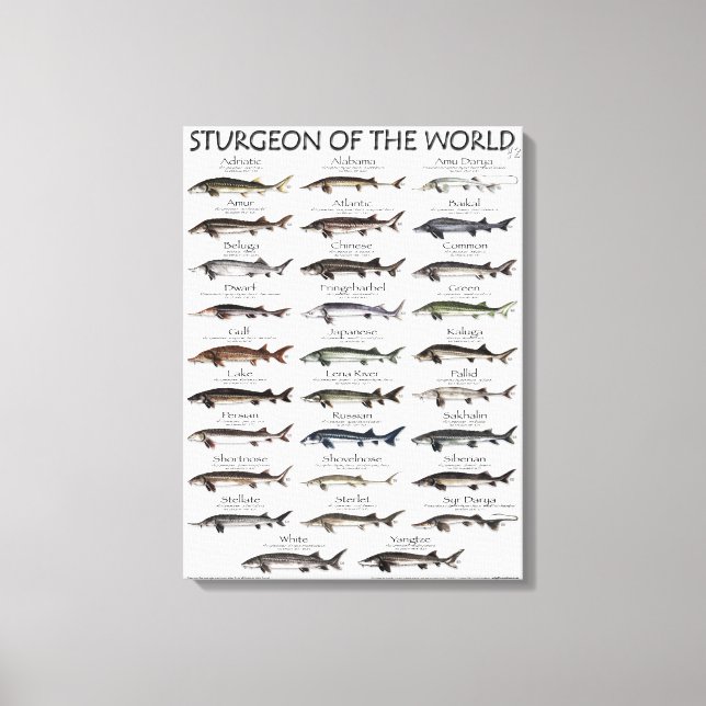 CANVAS PRINT - STURGEON OF THE WORLD (Frente)