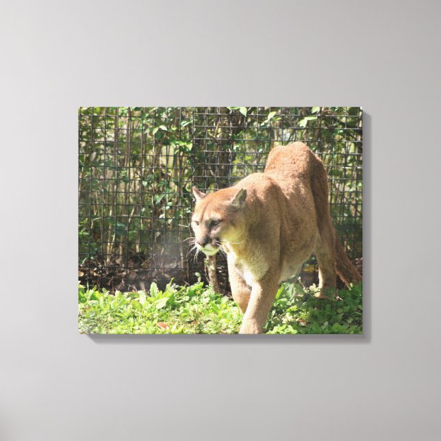 Canvas Puma Cougar do Leão de Montanha (Frente)