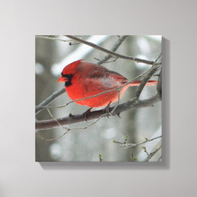 Canvas Quadrada da Vista de Olho (Cardinal) (Frente)