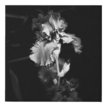 Canvas Realística de Íris branca e negra