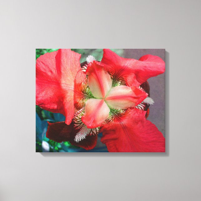 Canvas Red Iris (Frente)
