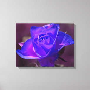 Canvas roxas do rosa do rosa de N