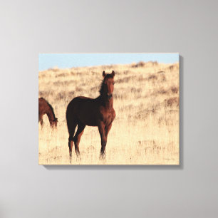 Canvas selvagens do potro