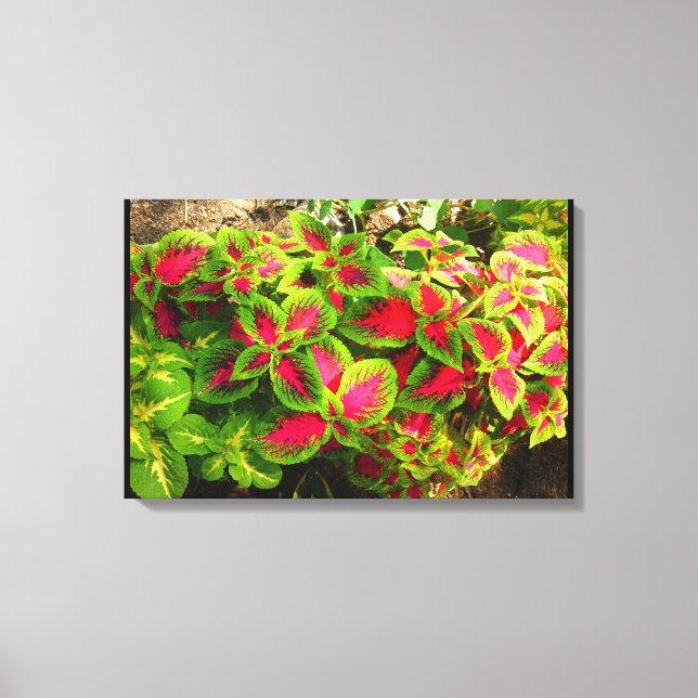 Canvas Tropical Coleus Verde Rosa (Frente)