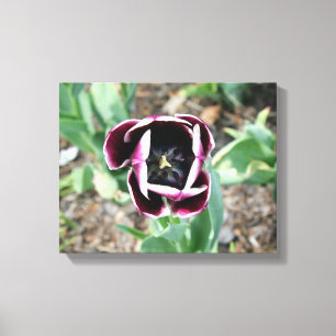 Canvas Tulip
