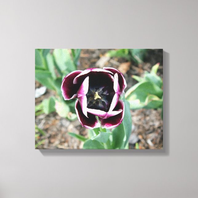 Canvas Tulip (Frente)