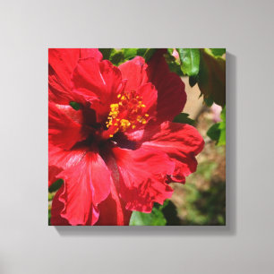 Canvas vermelhas do hibiscus