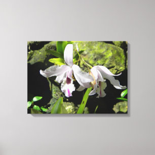 Canvas White Orchids