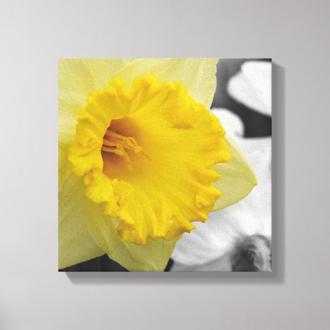 canvas with yellow narcissus (Frente)