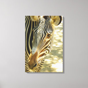 Canvas Zebra excelente!