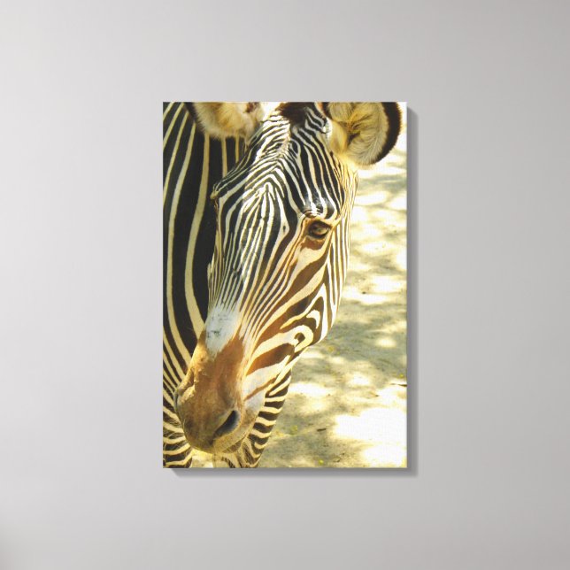 Canvas Zebra excelente! (Frente)