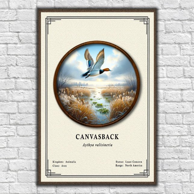 Canvasback Zoology Series Poster (Criador carregado)