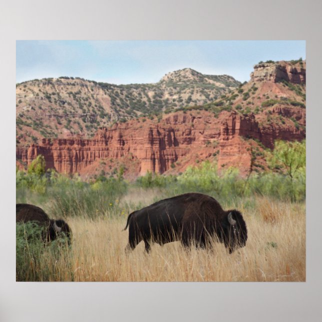 Canyon Buffalo Art Impressão - 24x20 - outros tama (Frente)