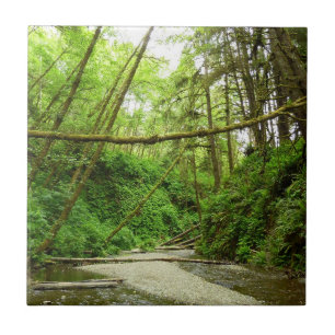 Canyon Fern I no Parque Nacional Redwood