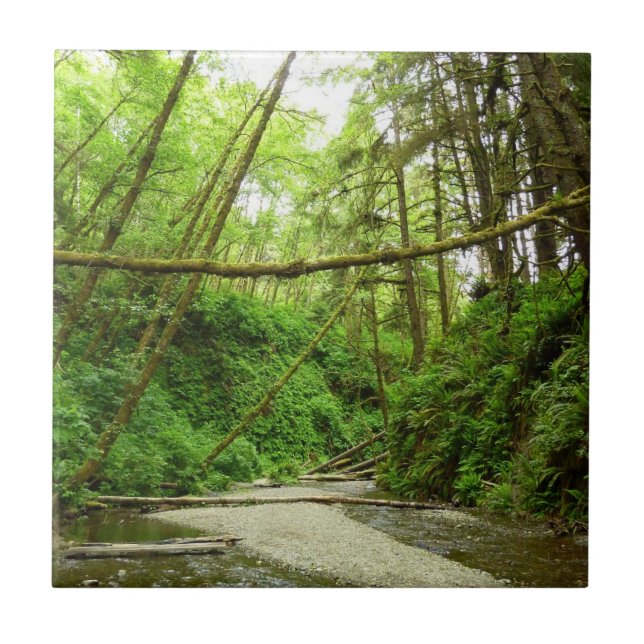 Canyon Fern I no Parque Nacional Redwood (Frente)