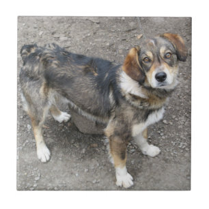 Cão